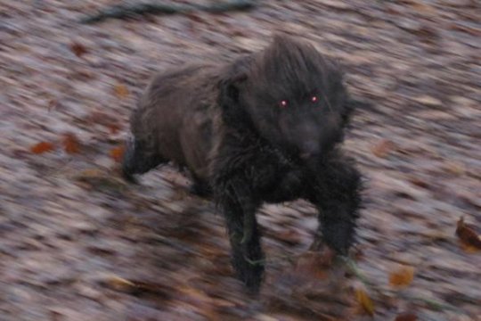 Чупакабра атакует Гомельщину (фото)