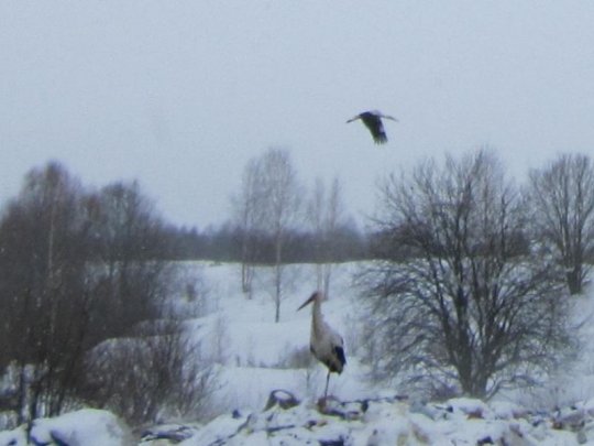 Буслы прыляцелі - фота