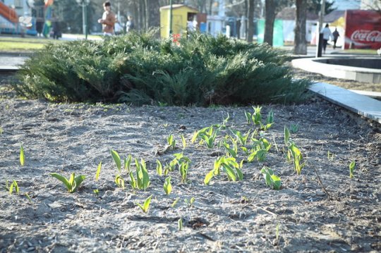 В Могилёве планируют посадить 1,5 миллиона цветов (фото)