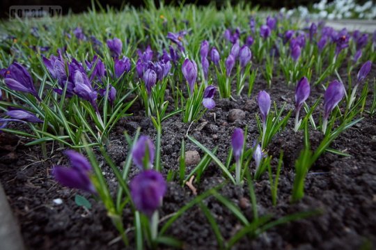 В Могилёве планируют посадить 1,5 миллиона цветов (фото)