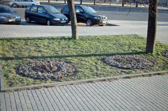 В Могилёве планируют посадить 1,5 миллиона цветов (фото)