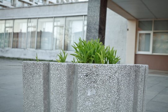 В Могилёве планируют посадить 1,5 миллиона цветов (фото)