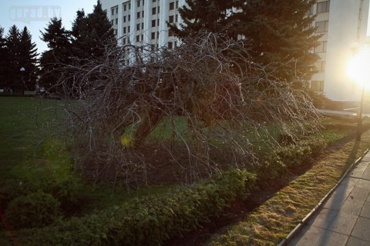 В Могилёве планируют посадить 1,5 миллиона цветов (фото)