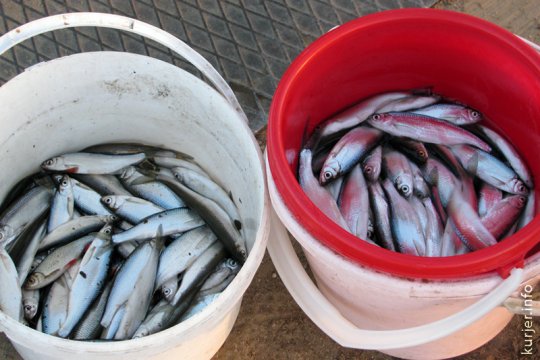 Инна Шилович: внезапная рыбалка. Репортаж