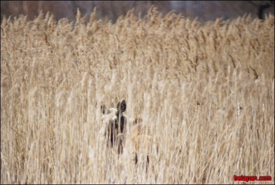 Дома сумна. Падарожжа дзевятае. Губарэвічы