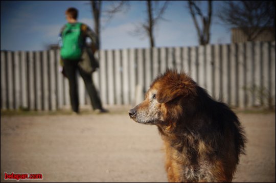 Дома сумна. Падарожжа дзевятае. Губарэвічы