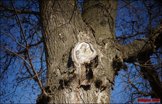 Дома сумна. Падарожжа дзевятае. Губарэвічы