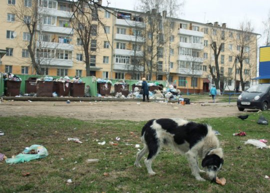 Барановичские дворы утопают в мусоре