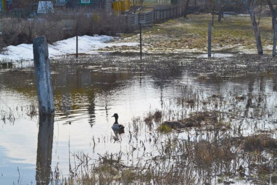 Паводка ў Глыбокім. Фотарэпартаж Змітра Лупача