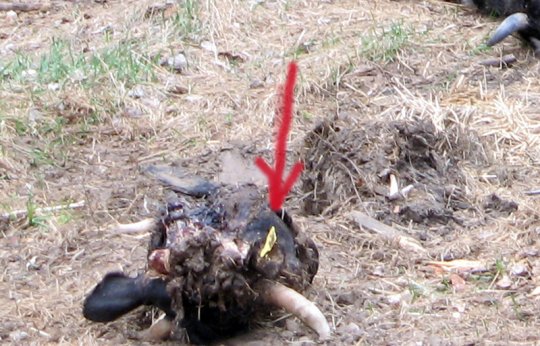 В лесном массиве Волковысского района обнаружено 10 трупов коров (уточнено)