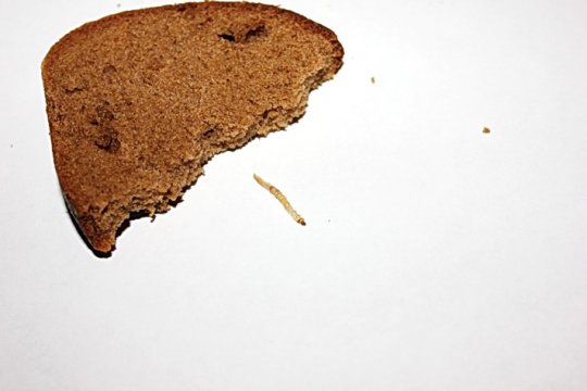 Фотофакт: покупатель утверждает, что приобрел хлеб с червями