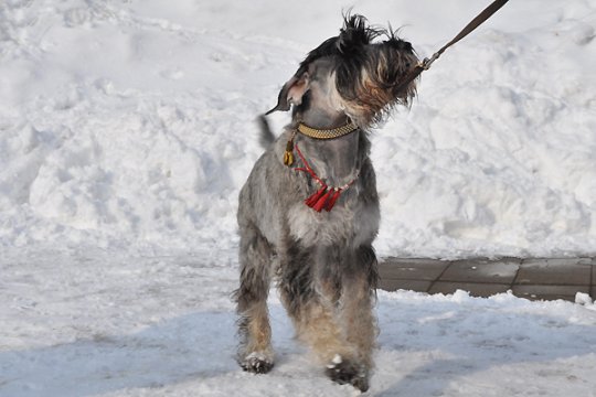 В Полоцке выставлялись друзья человека: фотоотчет