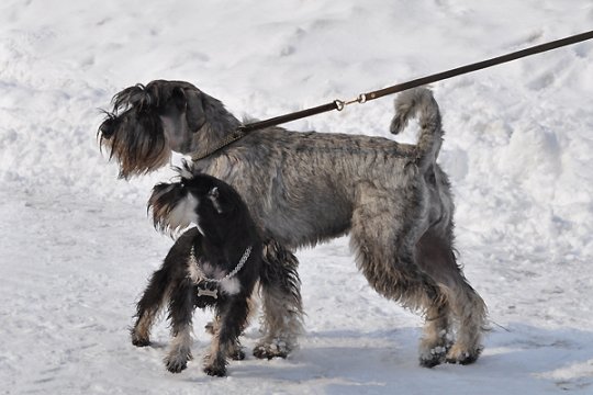 В Полоцке выставлялись друзья человека: фотоотчет