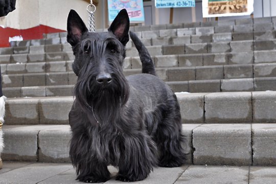 В Полоцке выставлялись друзья человека: фотоотчет
