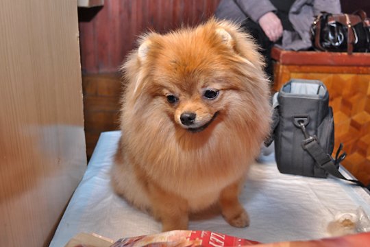 В Полоцке выставлялись друзья человека: фотоотчет