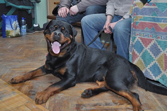 В Полоцке выставлялись друзья человека: фотоотчет