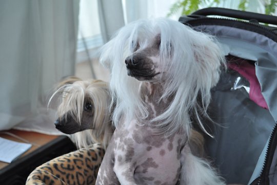 В Полоцке выставлялись друзья человека: фотоотчет