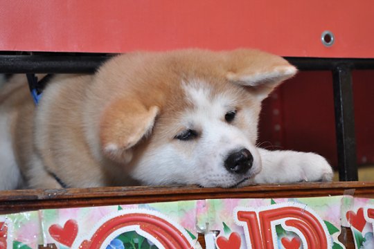 В Полоцке выставлялись друзья человека: фотоотчет