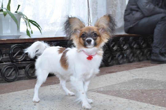 В Полоцке выставлялись друзья человека: фотоотчет