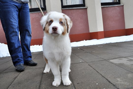 В Полоцке выставлялись друзья человека: фотоотчет