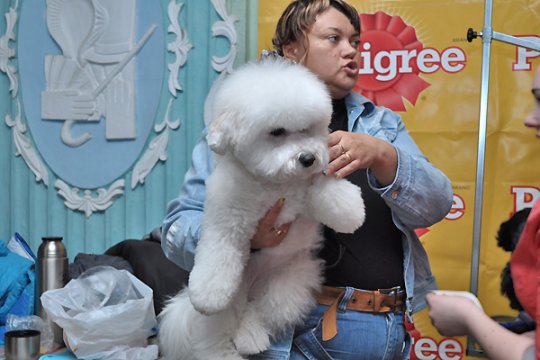 В Полоцке выставлялись друзья человека: фотоотчет
