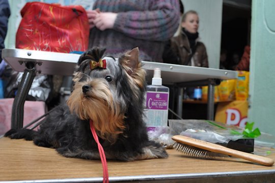 В Полоцке выставлялись друзья человека: фотоотчет