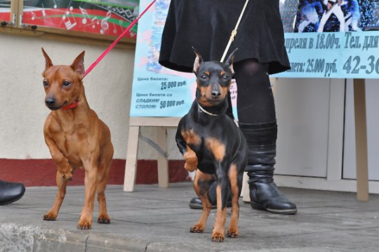 В Полоцке выставлялись друзья человека: фотоотчет