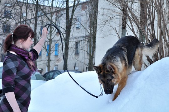 В Полоцке выставлялись друзья человека: фотоотчет