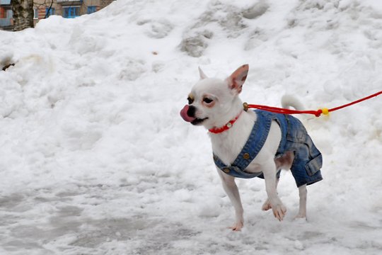 В Полоцке выставлялись друзья человека: фотоотчет