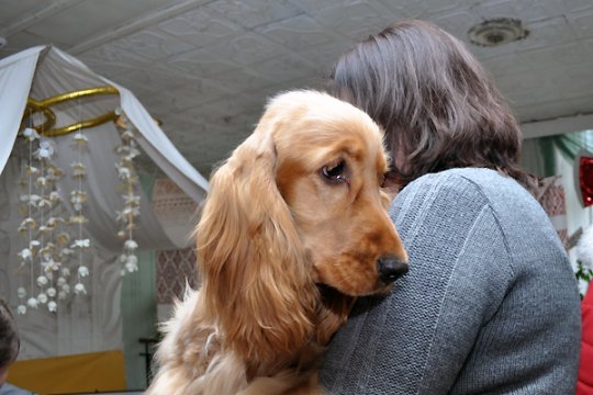 В Полоцке выставлялись друзья человека: фотоотчет