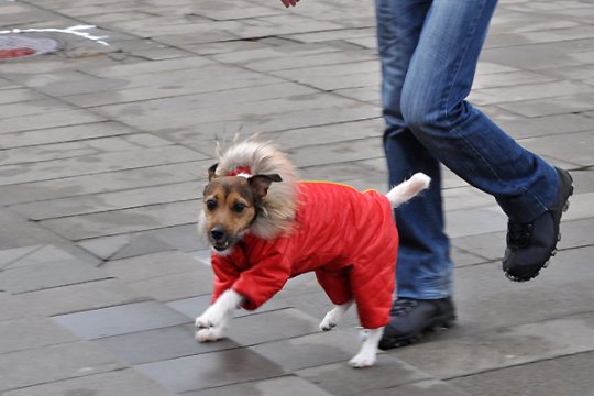 В Полоцке выставлялись друзья человека: фотоотчет