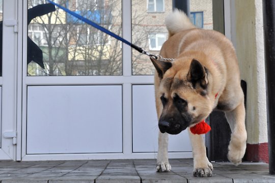 В Полоцке выставлялись друзья человека: фотоотчет