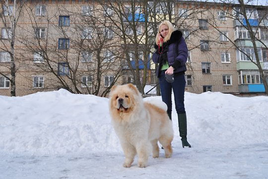 В Полоцке выставлялись друзья человека: фотоотчет