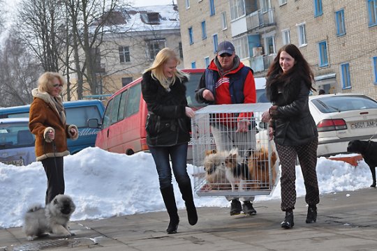 В Полоцке выставлялись друзья человека: фотоотчет