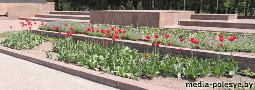 Цветочные клумбы – кропотливый труд, радость и боль