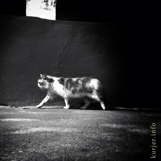 Фотоокна. 07.05.13. Четыре человека и кошка