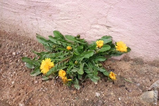 Фотохроника апреля—2013. Слуцк