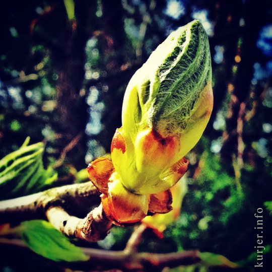 Фотохроника апреля—2013. Слуцк