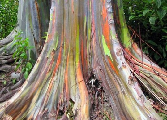 Необычные деревья