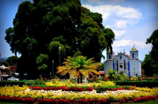 Необычные деревья