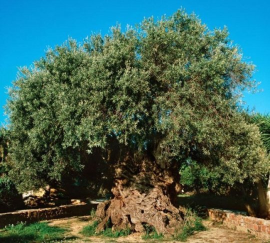 Необычные деревья