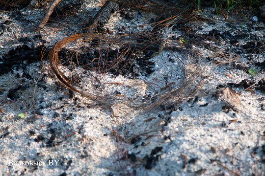 Шауличи: мы помним?