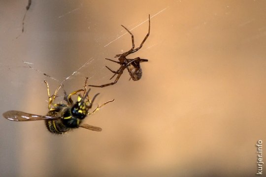 Паук против осы