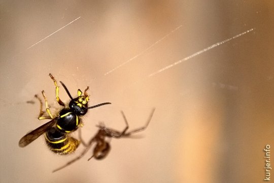 Паук против осы