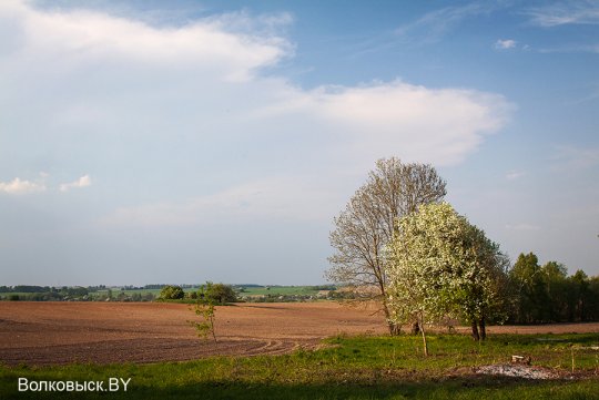 Шавулічы: знак бяды
