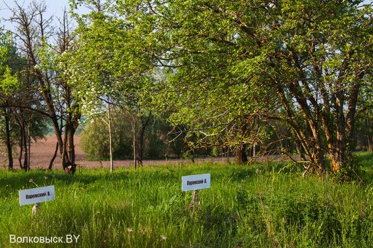 Шавулічы: знак бяды