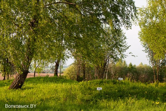 Шавулічы: знак бяды