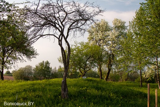 Шавулічы: знак бяды