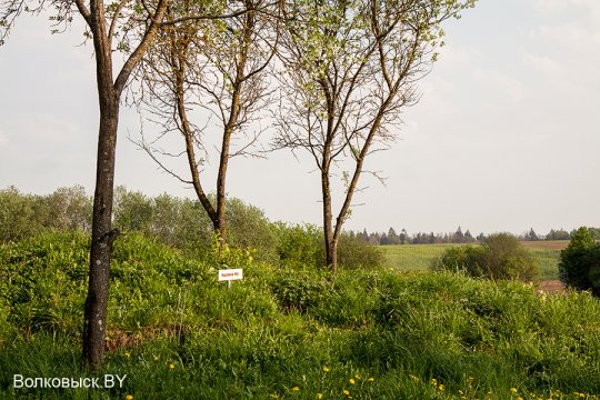 Шавулічы: знак бяды