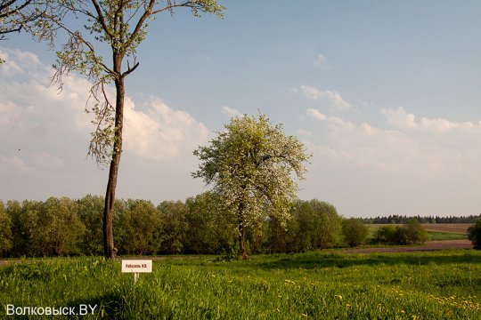 Шавулічы: знак бяды